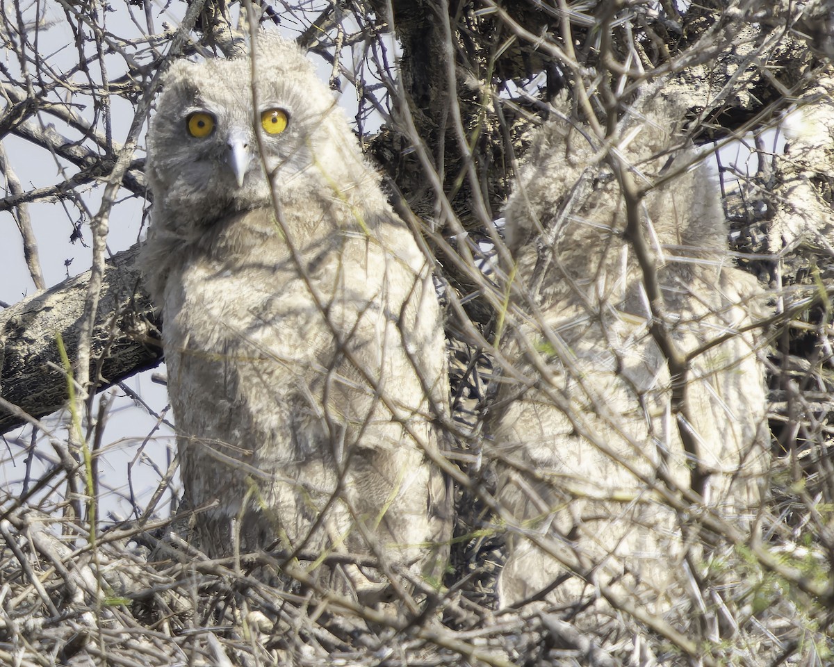 Dusky Eagle-Owl - ML616668616