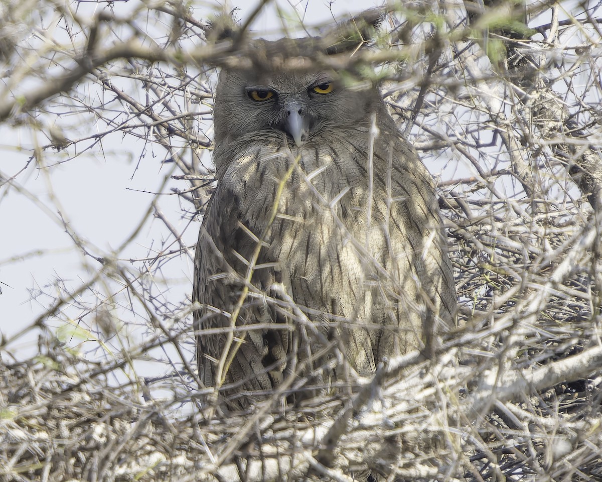 Dusky Eagle-Owl - ML616668617