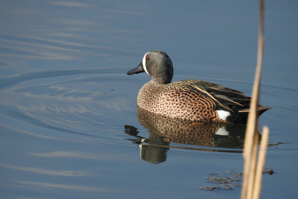 Blue-winged Teal - ML616668696