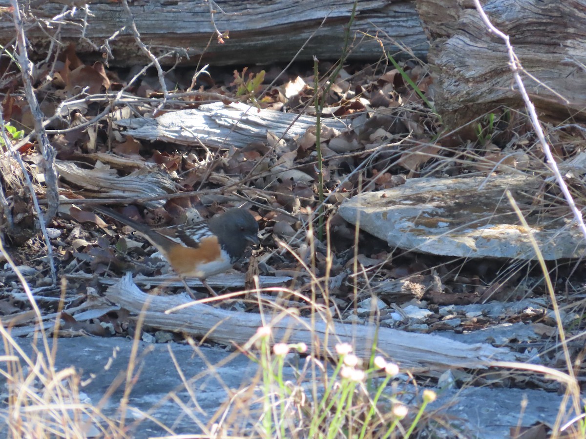Spotted Towhee - ML616668699