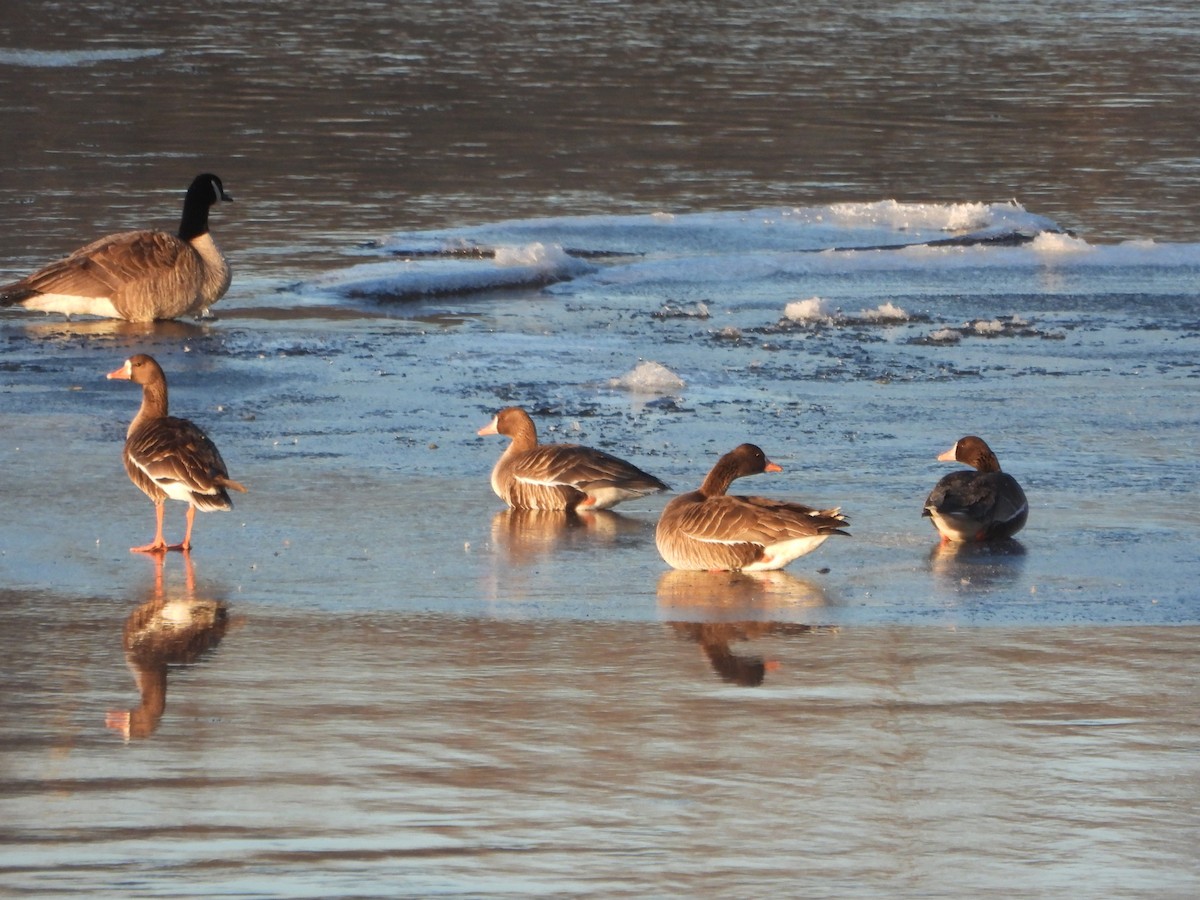 Greater White-fronted Goose - ML616668835