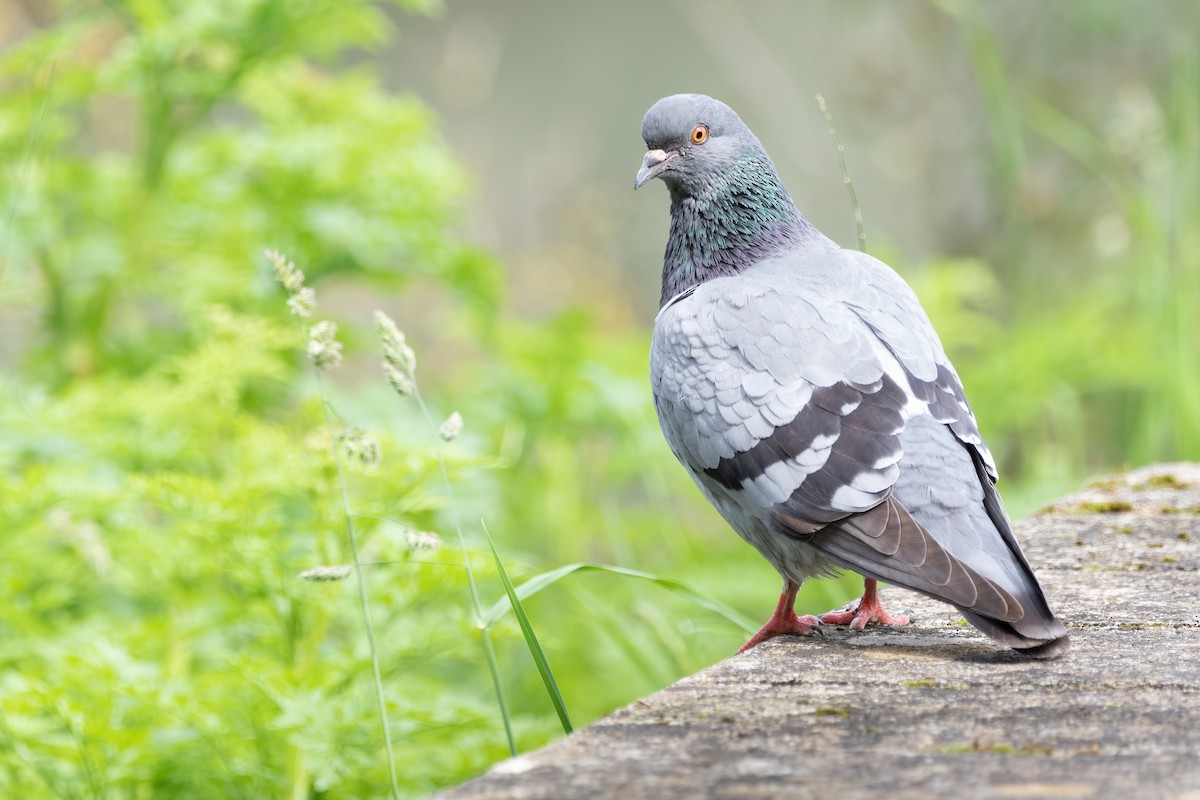 Rock Pigeon (Feral Pigeon) - ML616668841
