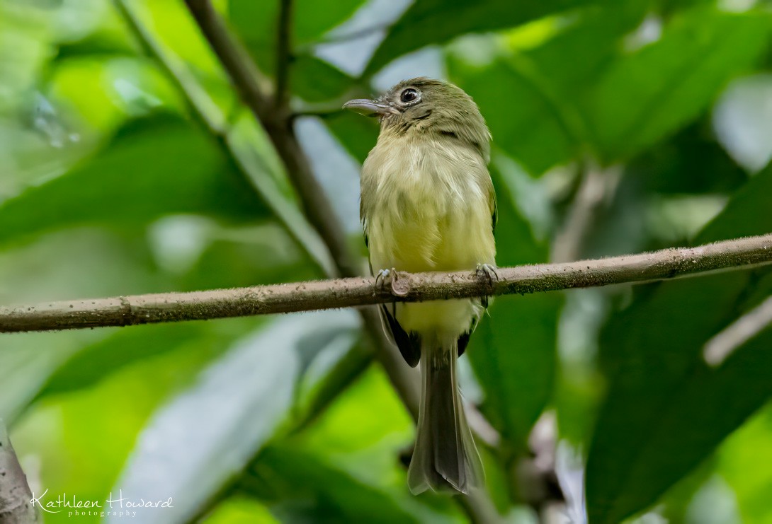 Western Olivaceous Flatbill - ML616668989