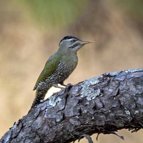 Scaly-bellied Woodpecker - ML616669138