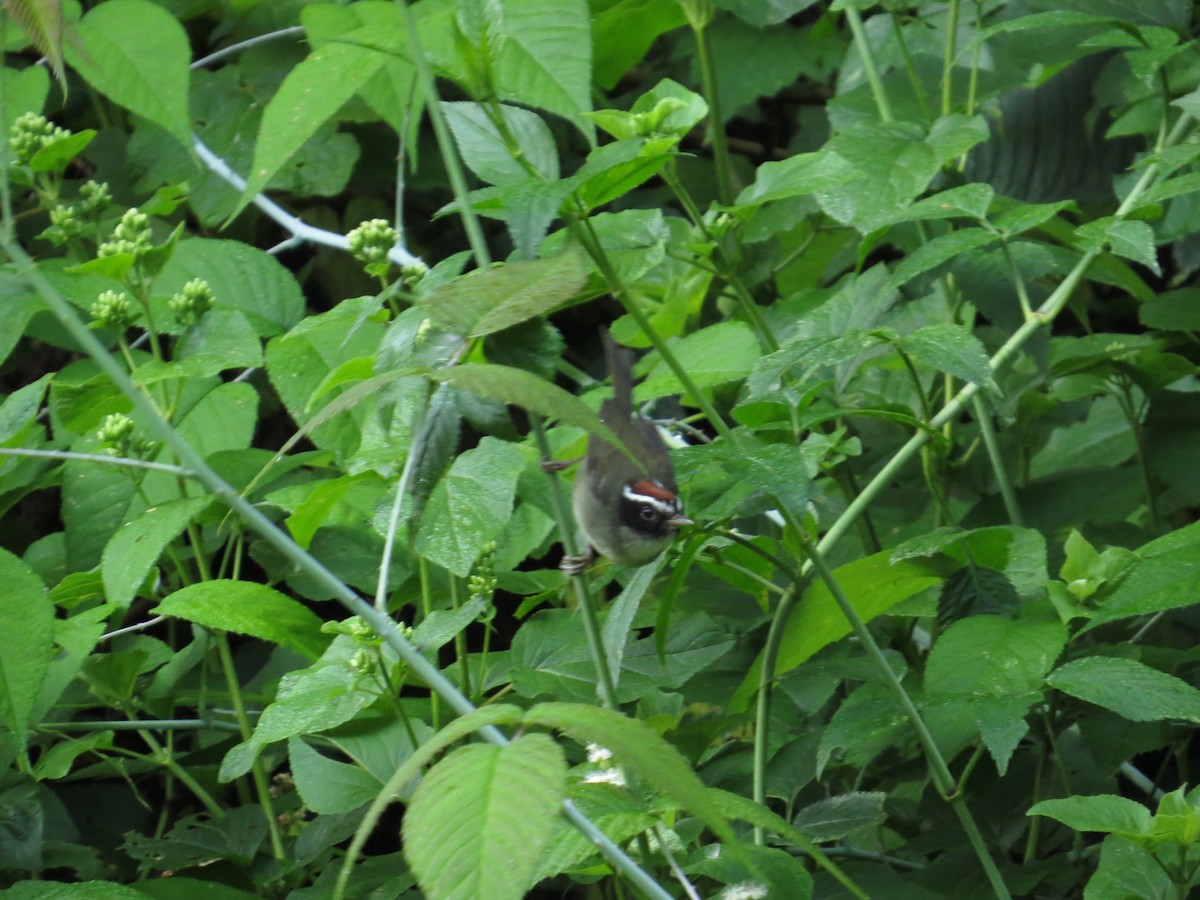 Black-cheeked Warbler - ML616669176