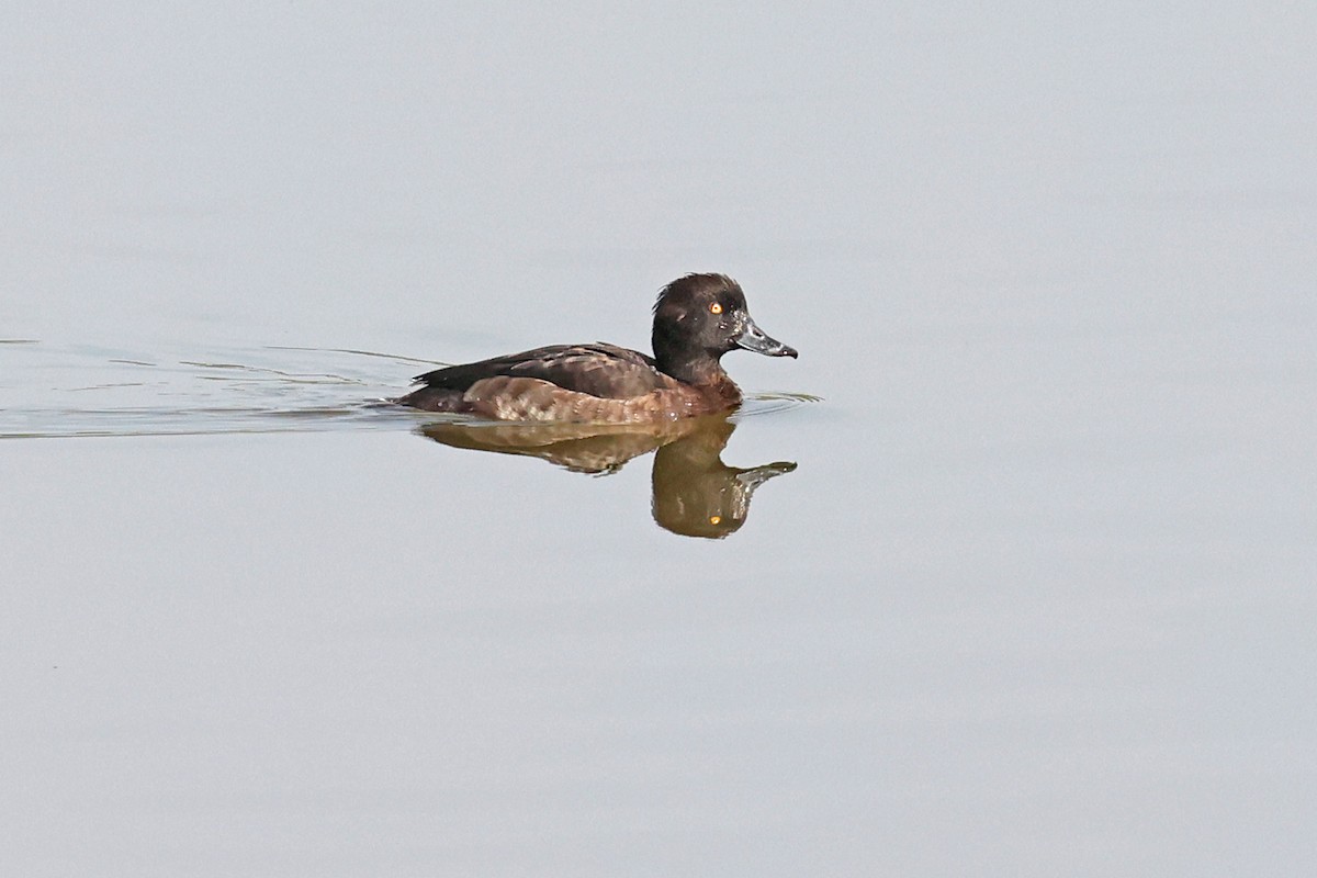 Tufted Duck - ML616669317