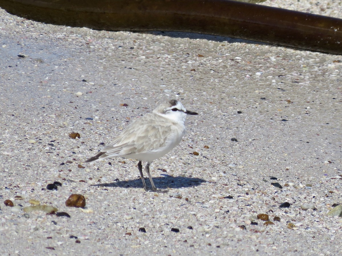 White-fronted Plover - ML616669380