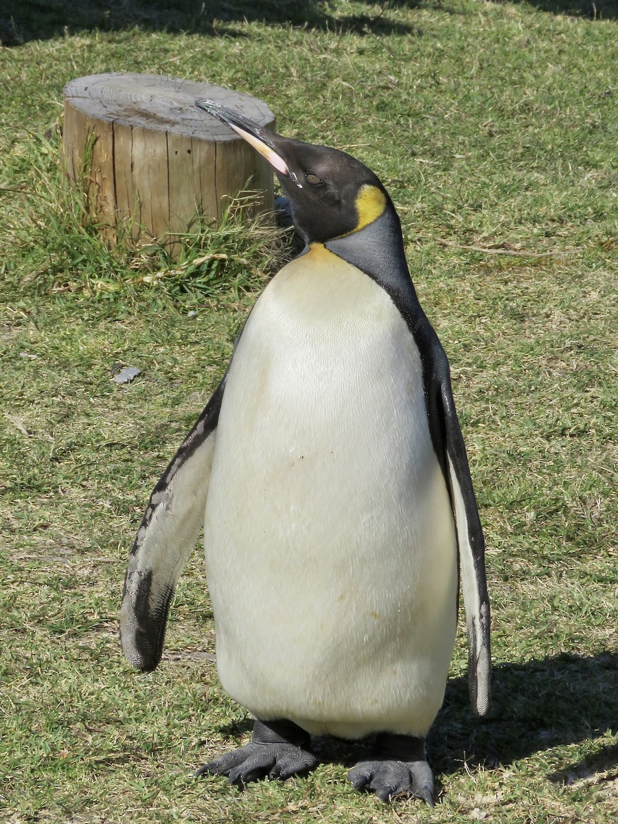 King Penguin - ML616669431