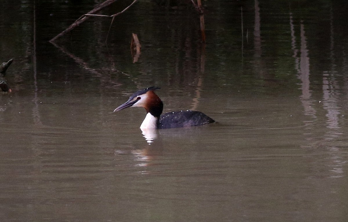 Great Crested Grebe - ML616669438