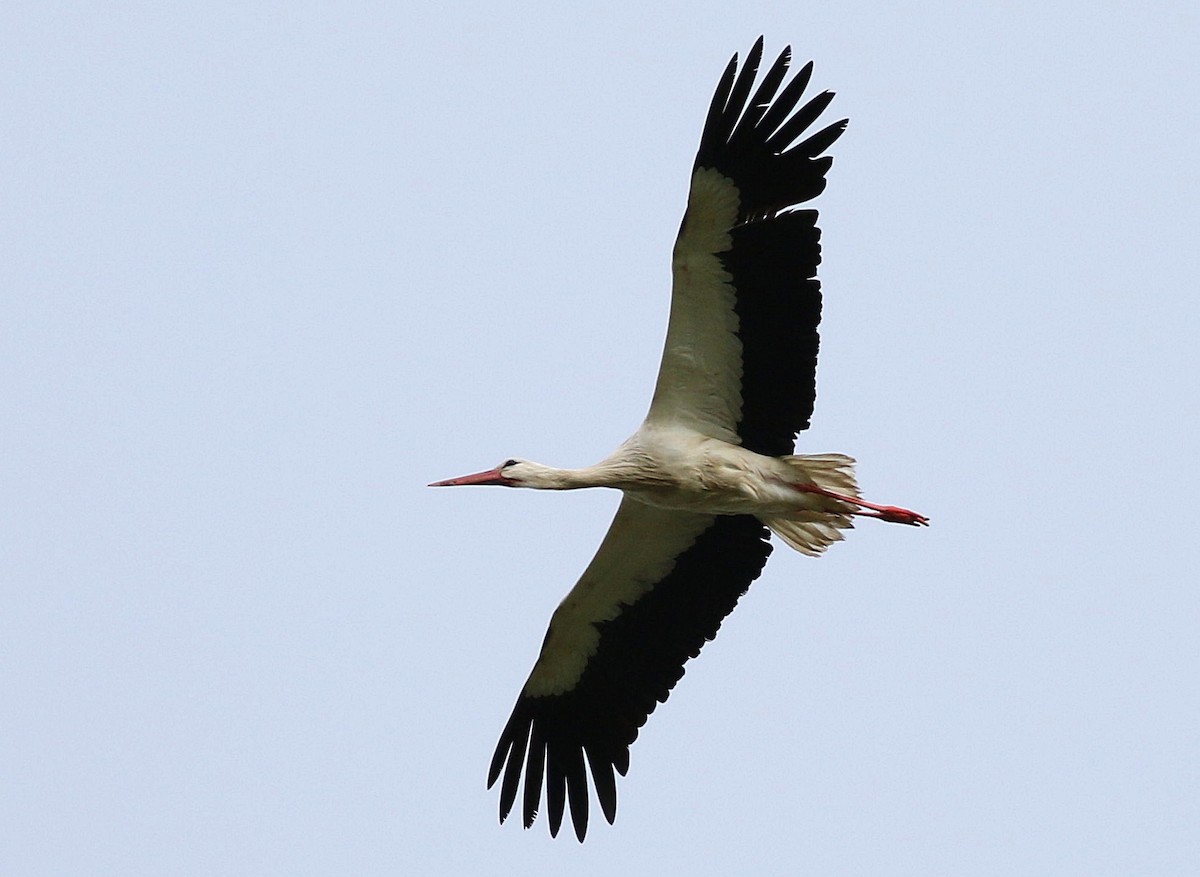 White Stork - Miguel García