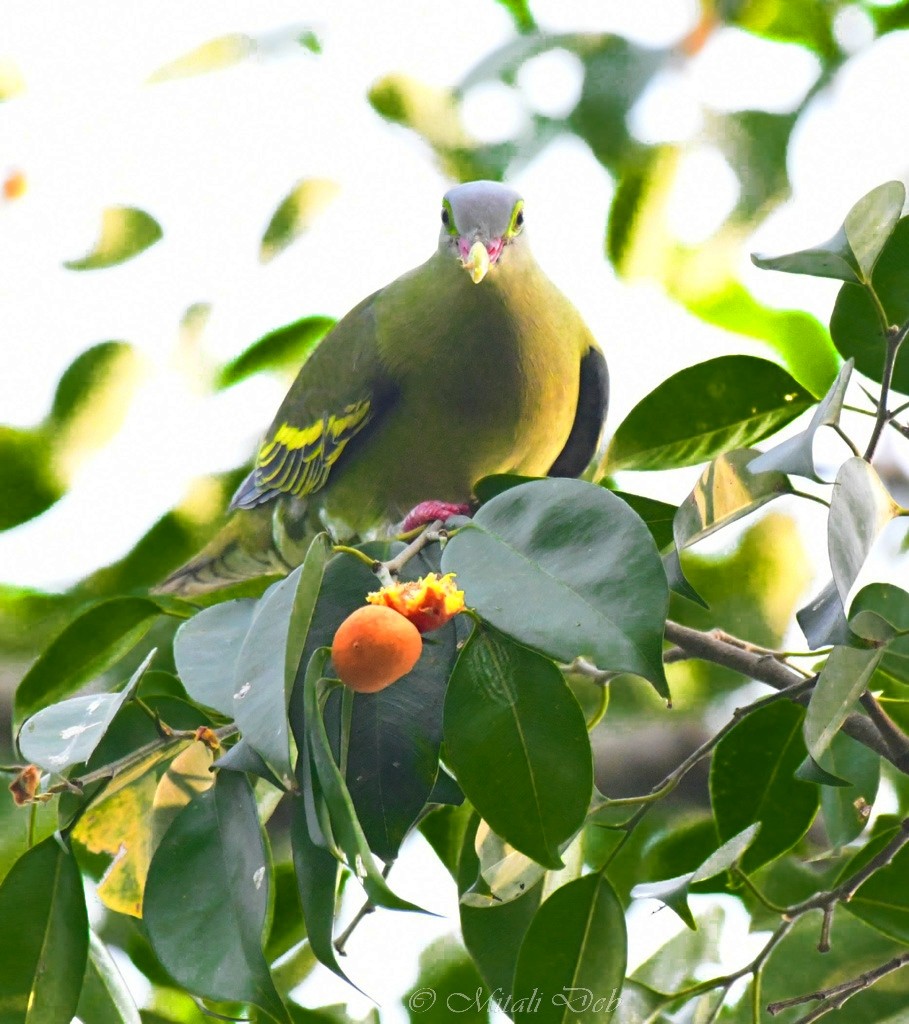 Thick-billed Green-Pigeon (Thick-billed) - ML616669498