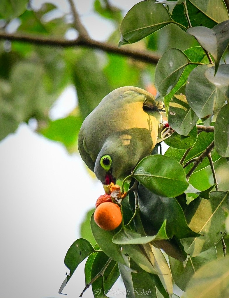 Thick-billed Green-Pigeon (Thick-billed) - ML616669499