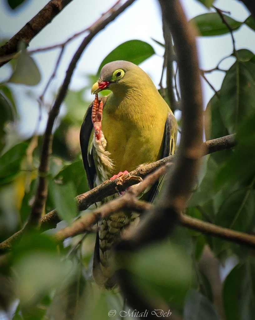 Thick-billed Green-Pigeon (Thick-billed) - ML616669500