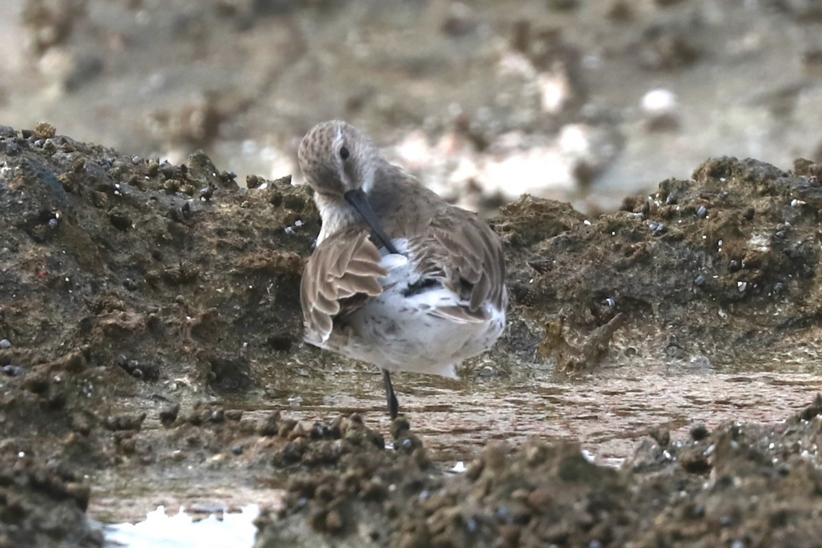 Dunlin x White-rumped Sandpiper (hybrid) - Anthony Levesque