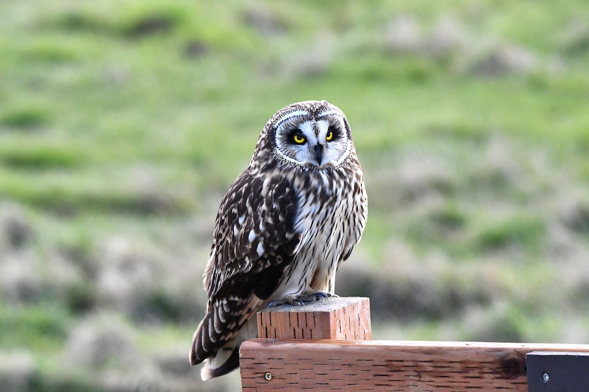 Short-eared Owl - ML616669651
