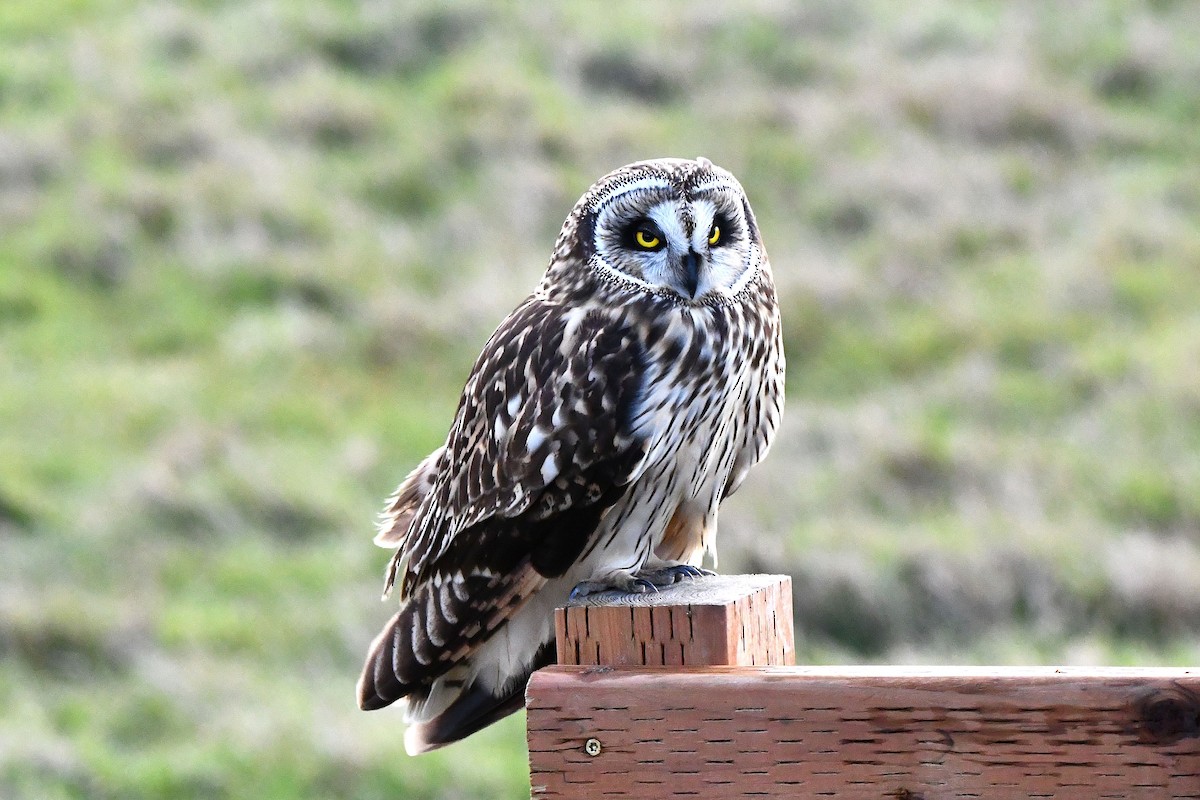 Short-eared Owl - ML616669652
