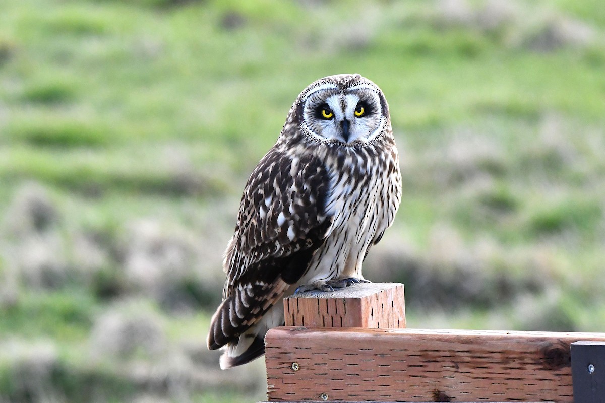 Short-eared Owl - ML616669653