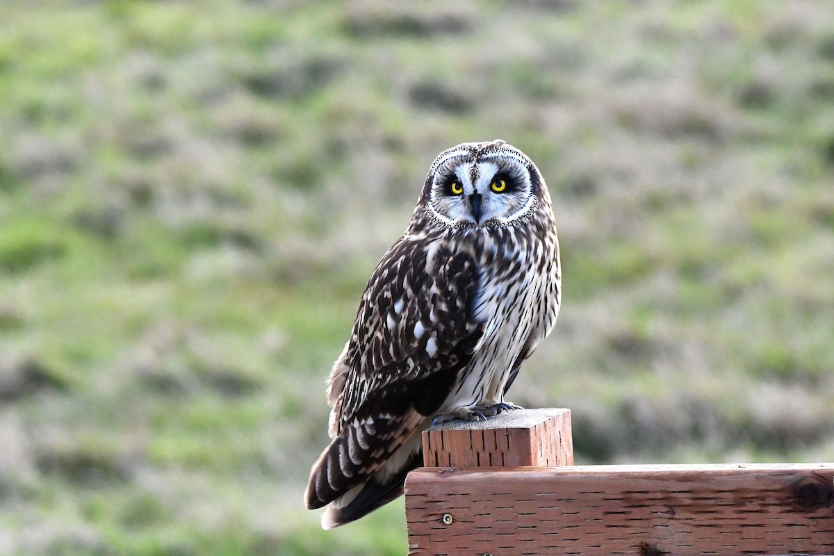 Short-eared Owl - ML616669654