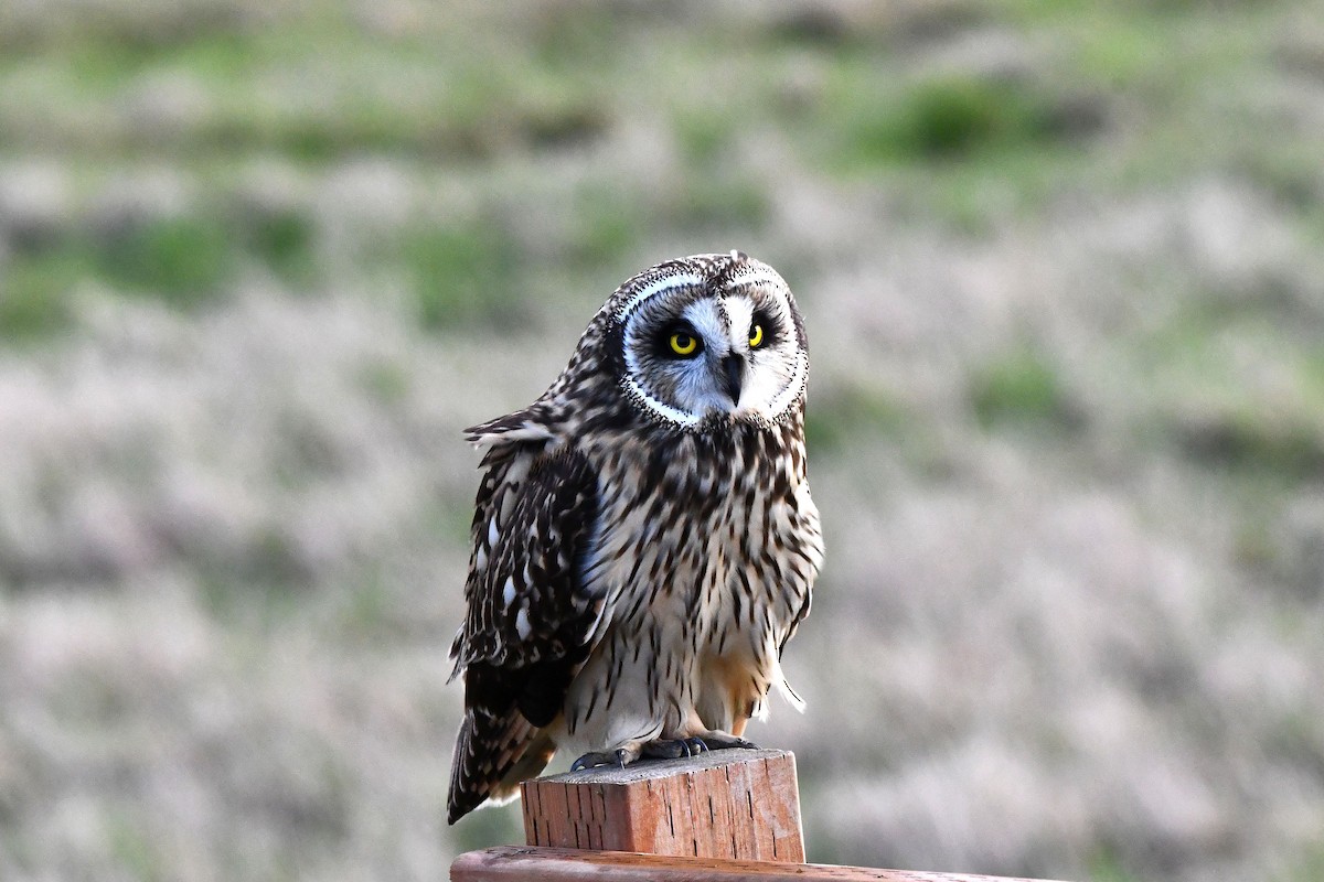 Short-eared Owl - ML616669655