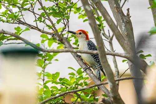 Red-bellied Woodpecker - ML616669662