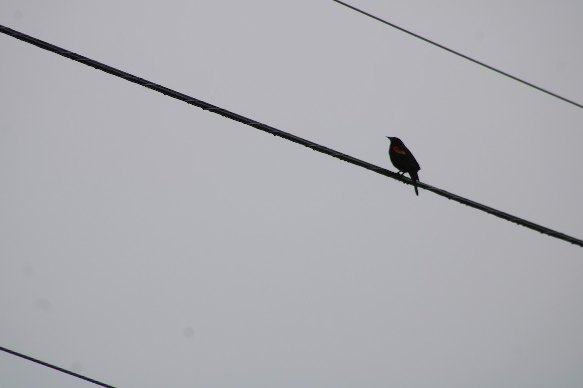 Red-winged Blackbird - ML616669713