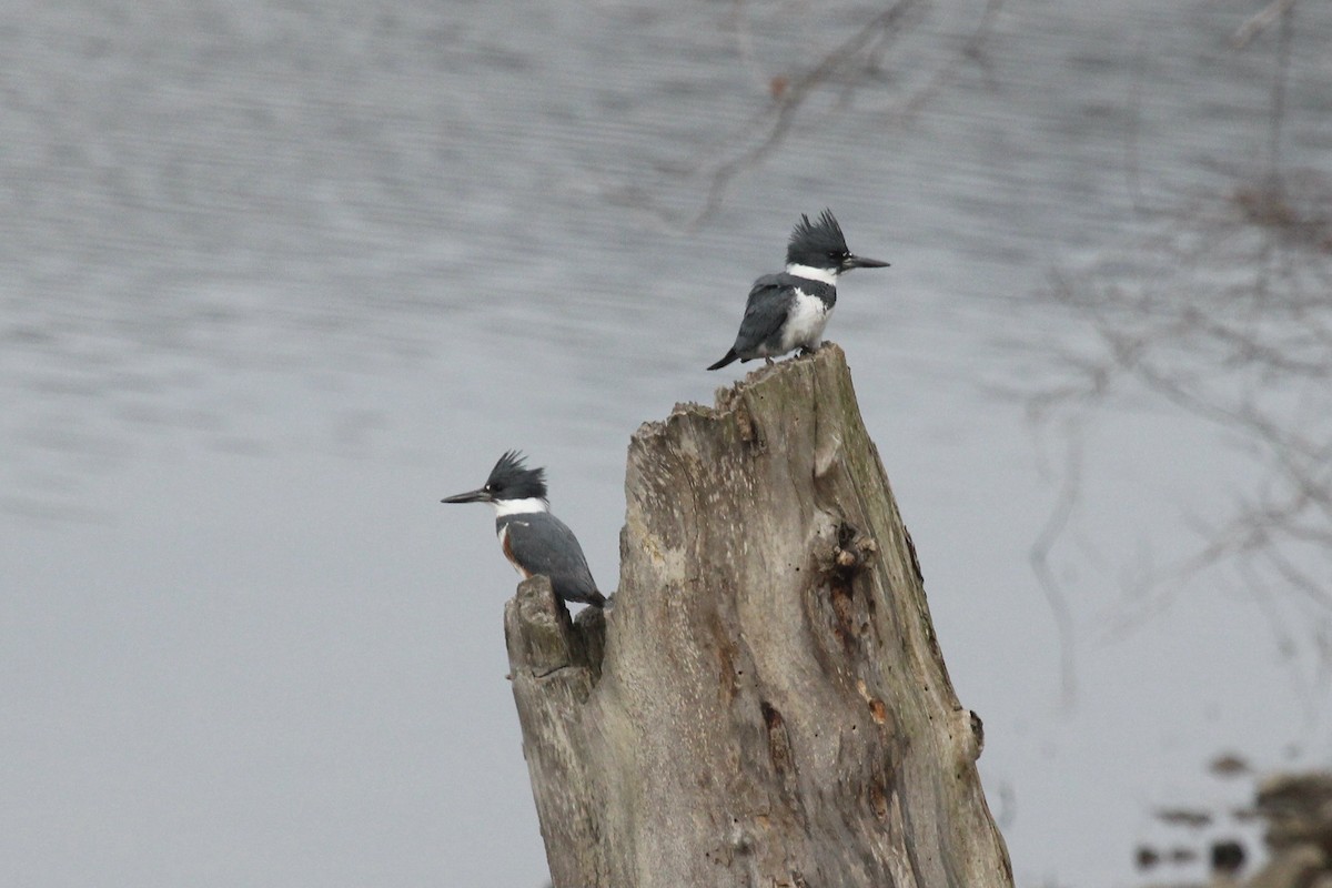 Belted Kingfisher - ML616669749