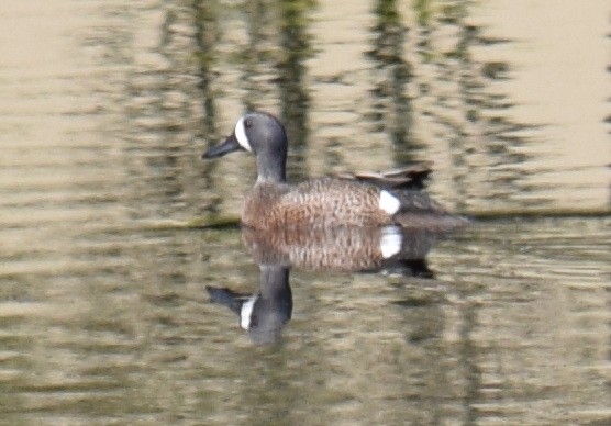 Blue-winged Teal - ML616669843