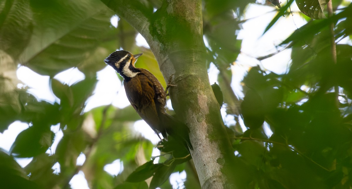 Olive-backed Woodpecker - ML616669852