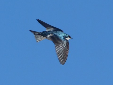 Tree Swallow - Roger Horn