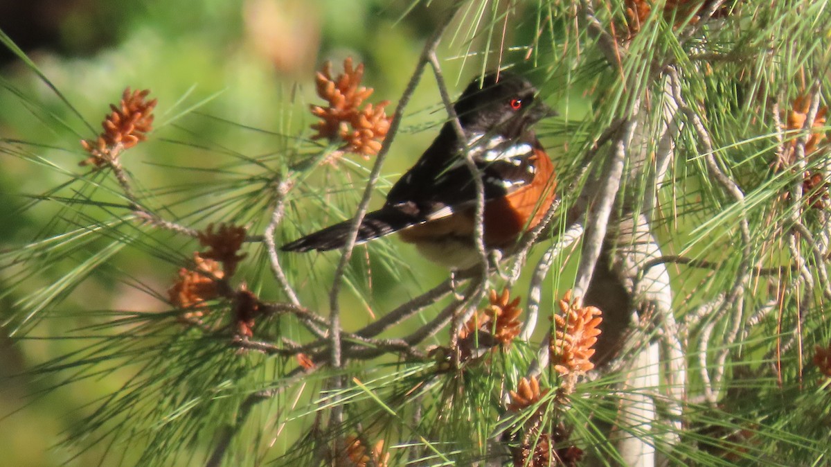 Spotted Towhee - ML616669931