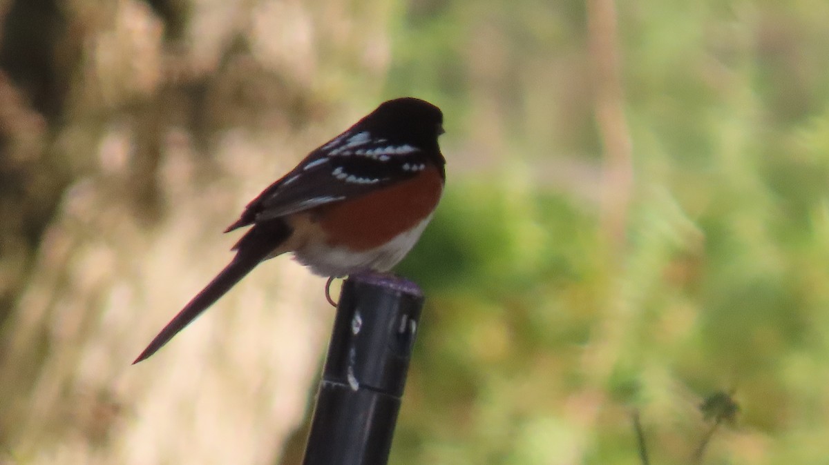 Spotted Towhee - ML616669936