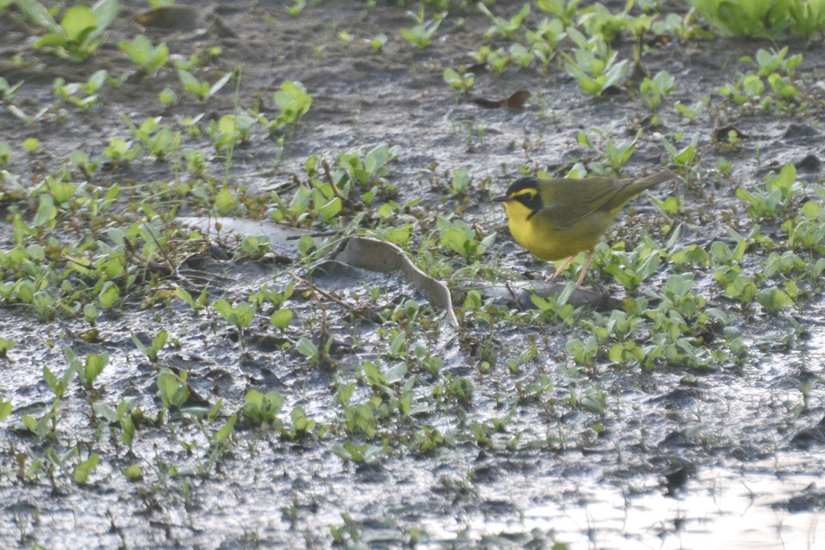 eBird Checklist 30 Mar 2024 Honeymoon Island SP 9 species