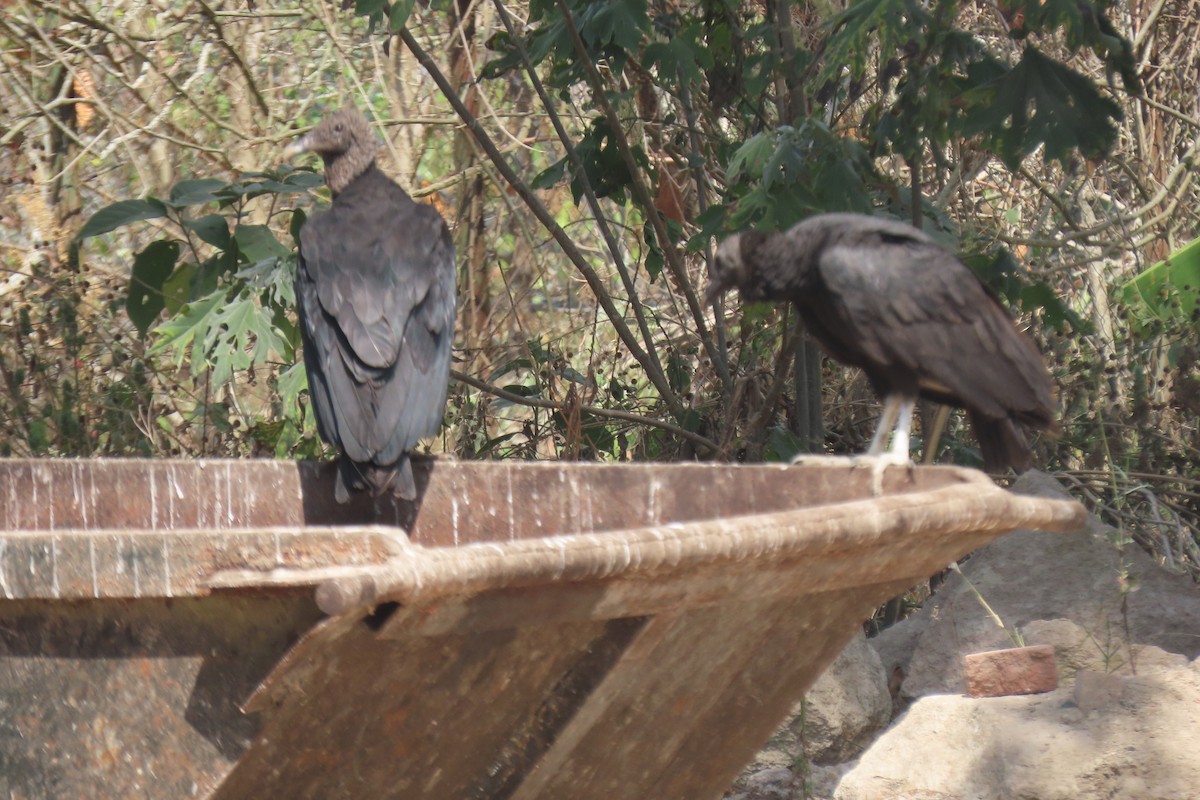 Black Vulture - ML616669999