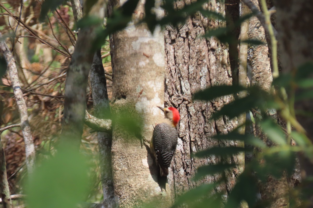 Golden-fronted Woodpecker - ML616670068