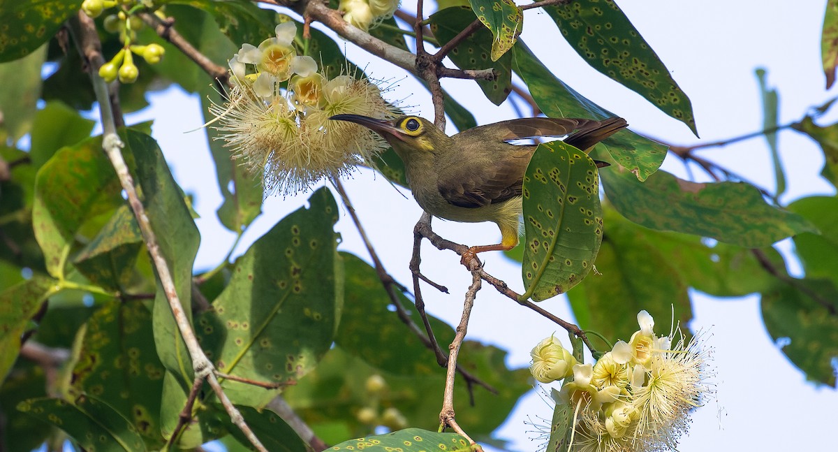 Spectacled Spiderhunter - Brian Small