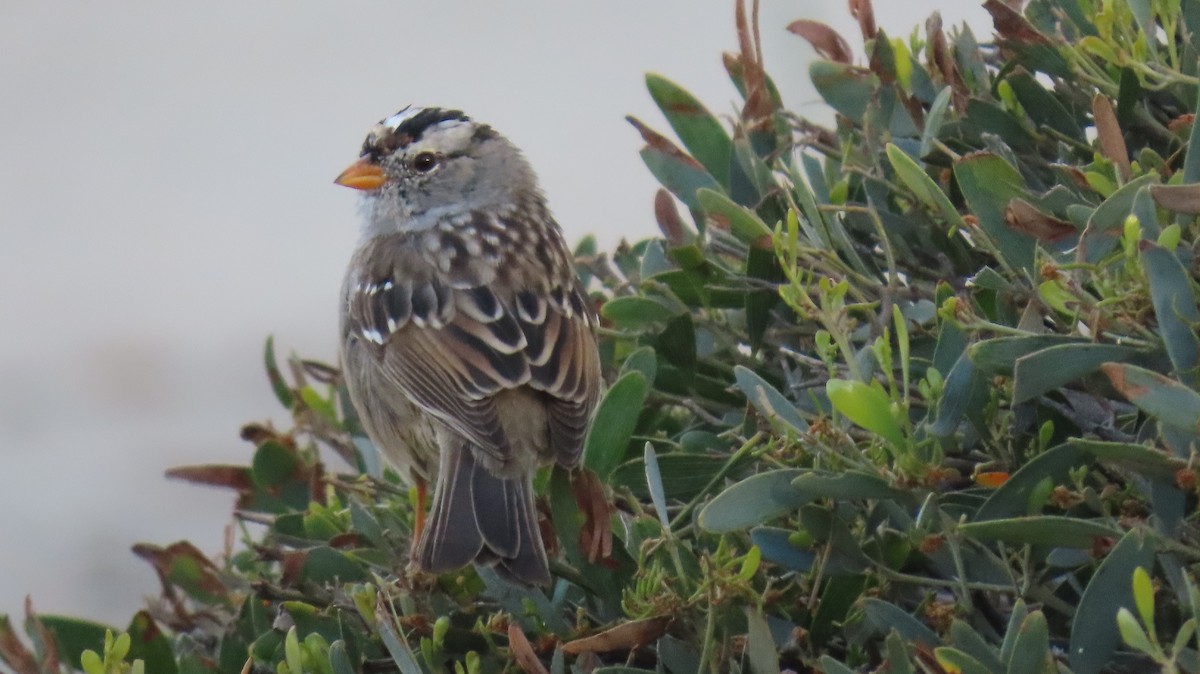 White-crowned Sparrow - ML616670154