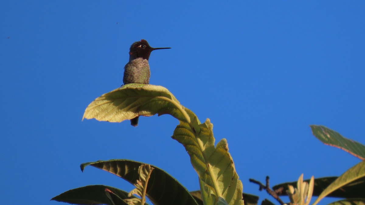 Anna's Hummingbird - ML616670238
