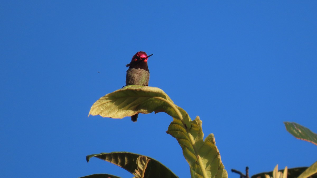 Anna's Hummingbird - ML616670240