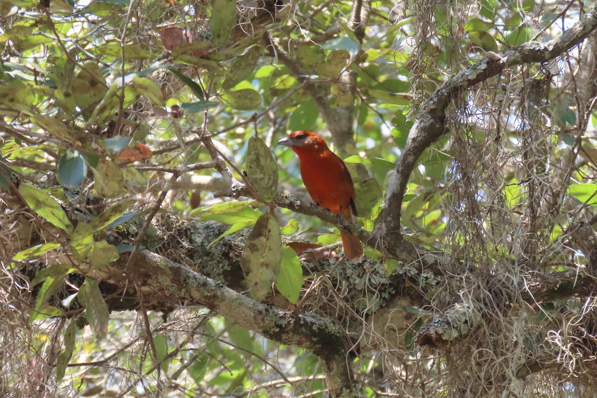 Hepatic Tanager - ML616670270