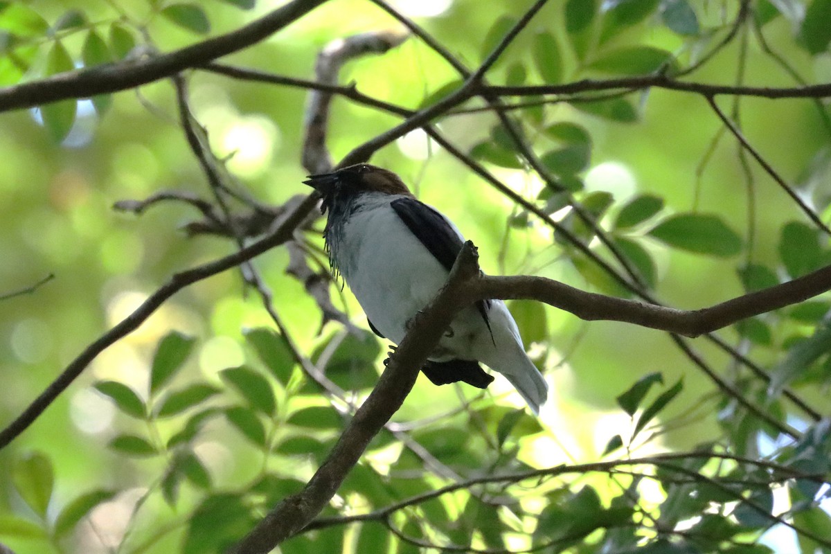 Bearded Bellbird - Subodh Ghonge