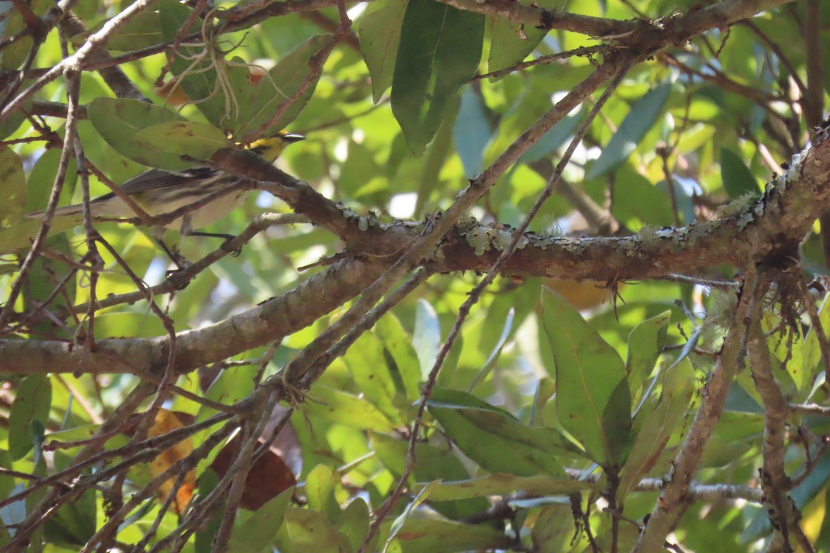 Black-throated Green Warbler - Susan Ballinger
