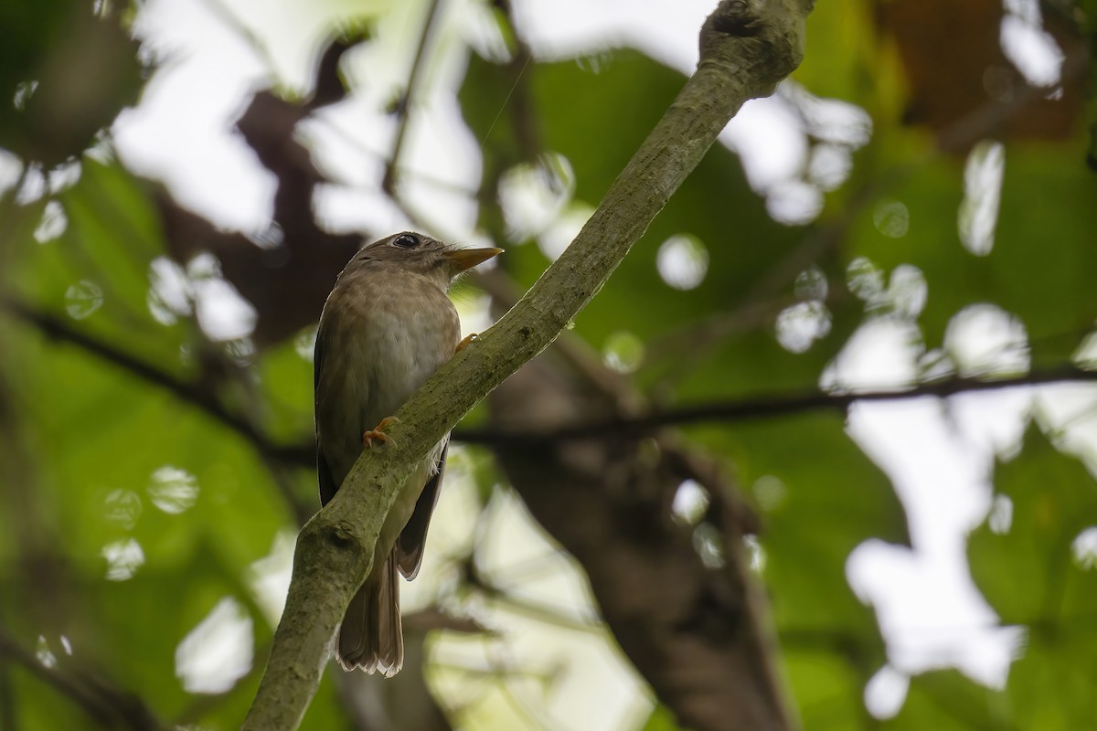 Brown-breasted Flycatcher - ML616670420