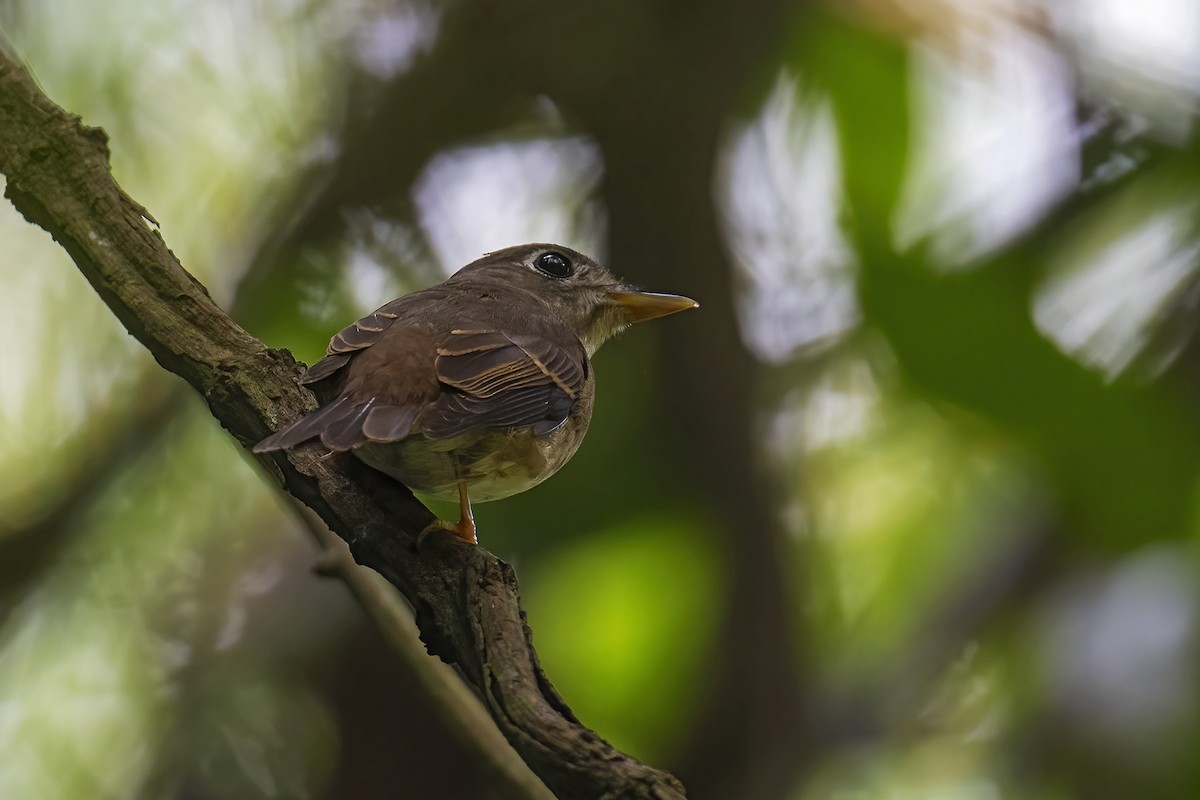 Brown-breasted Flycatcher - ML616670421
