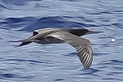 Brown Booby - ML616670493