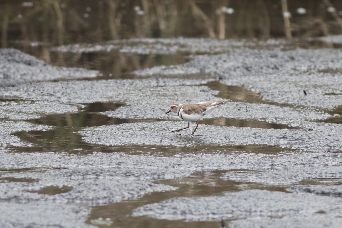 Three-banded Plover - Andreas Boe