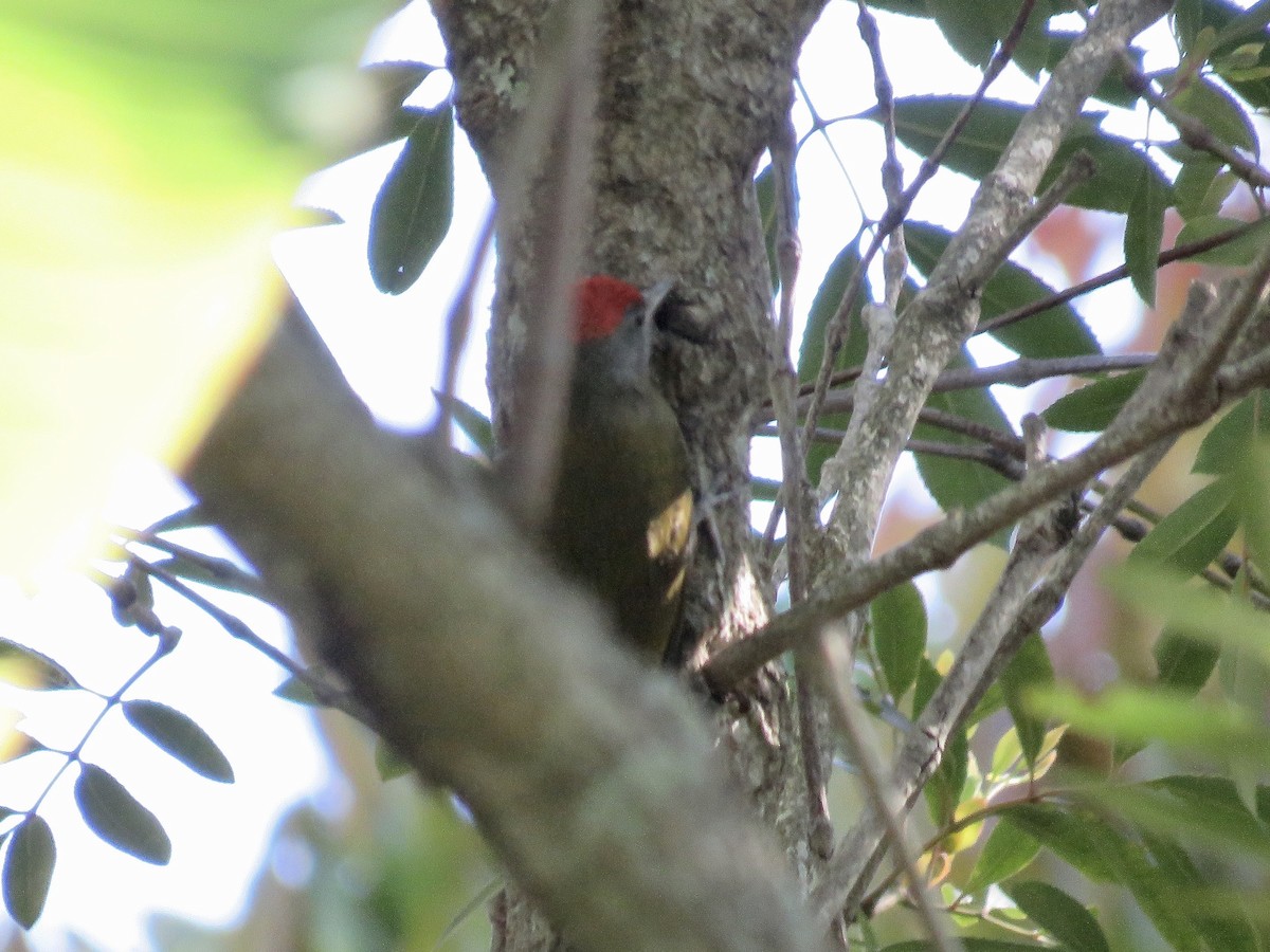 Olive Woodpecker (Southern) - ML616670675