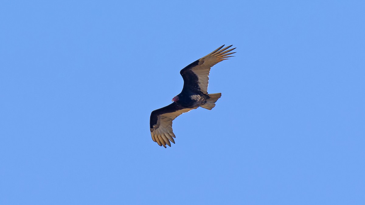 Turkey Vulture - ML616670759