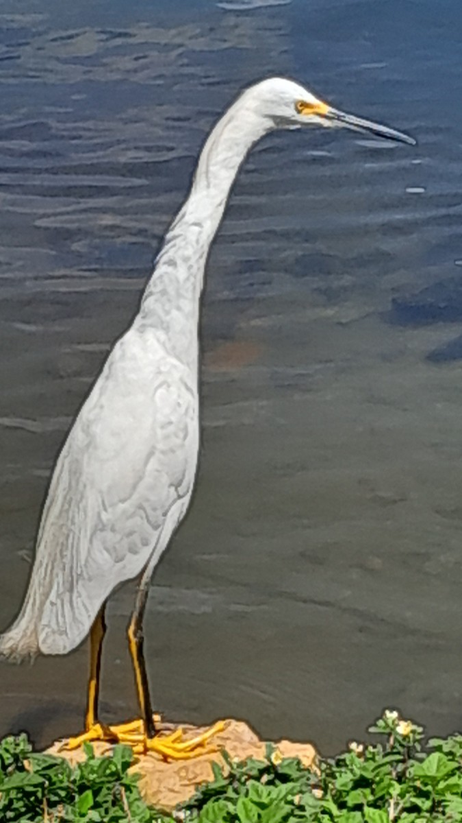 Snowy Egret - Hostília Gussoni