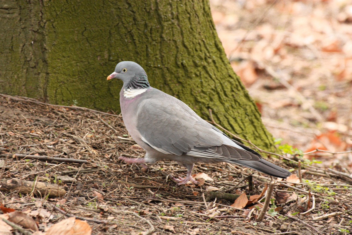 Common Wood-Pigeon - ML616671169