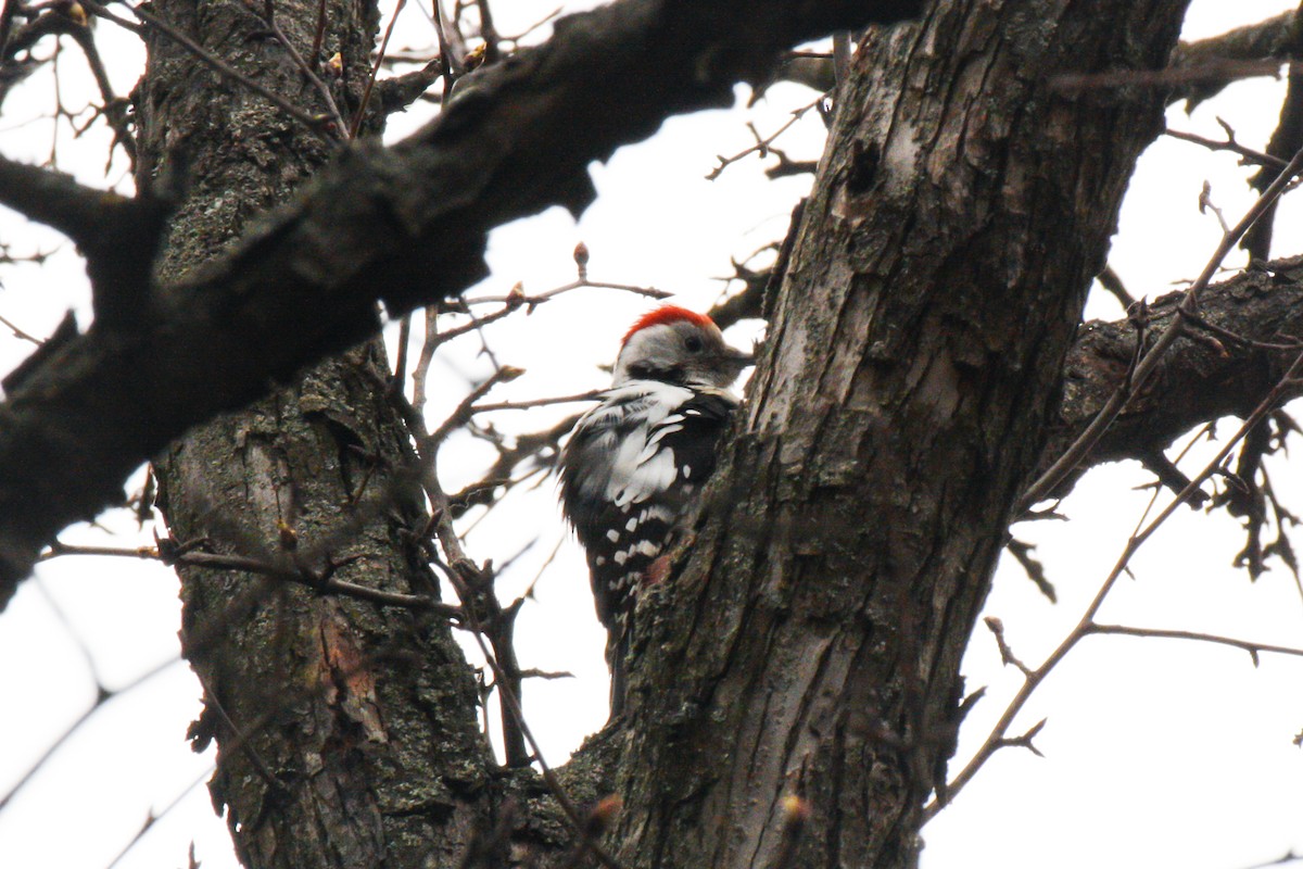 Middle Spotted Woodpecker - ML616671173
